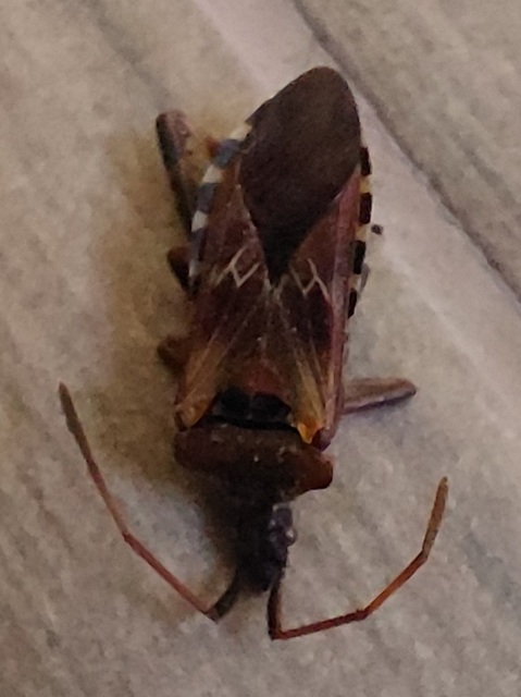 Leptoglossus occidentalis - nyugati levéllábú poloska