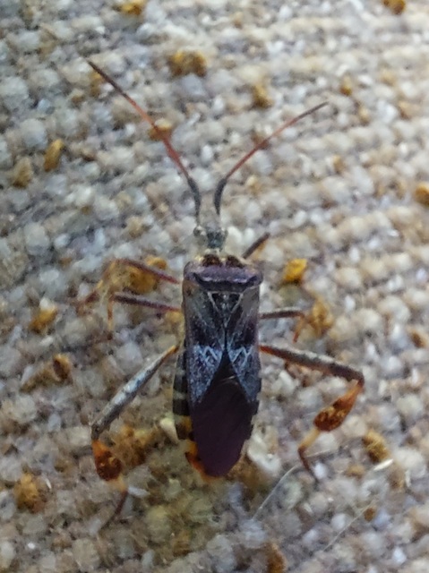 Leptoglossus occidentalis - nyugati levéllábú poloska