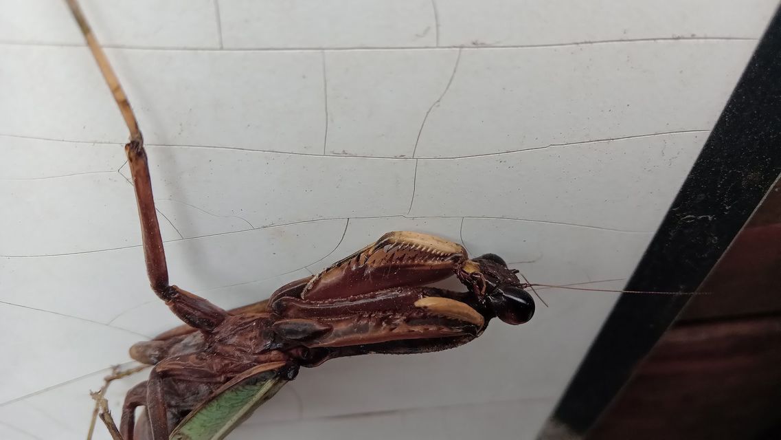 Hierodula tenuidentata - óriás ázsiai imádkozósáska