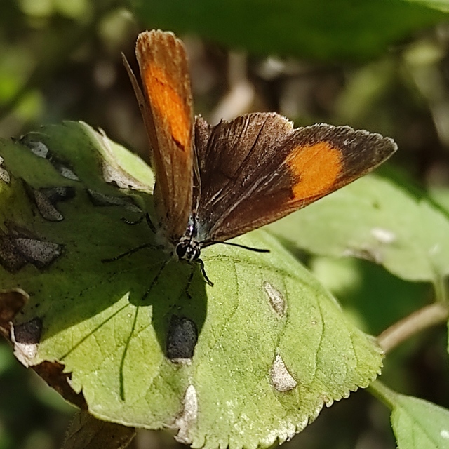 Thecla betulae - nyírfalepke