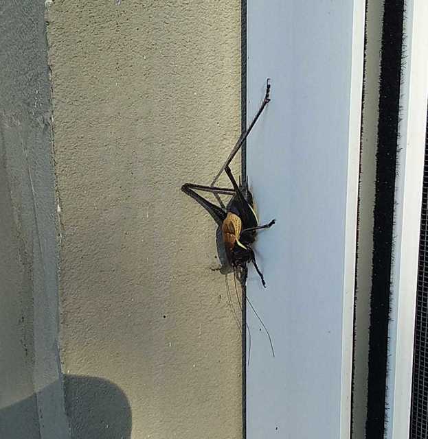 Pholidoptera aptera - nagy avarszöcske