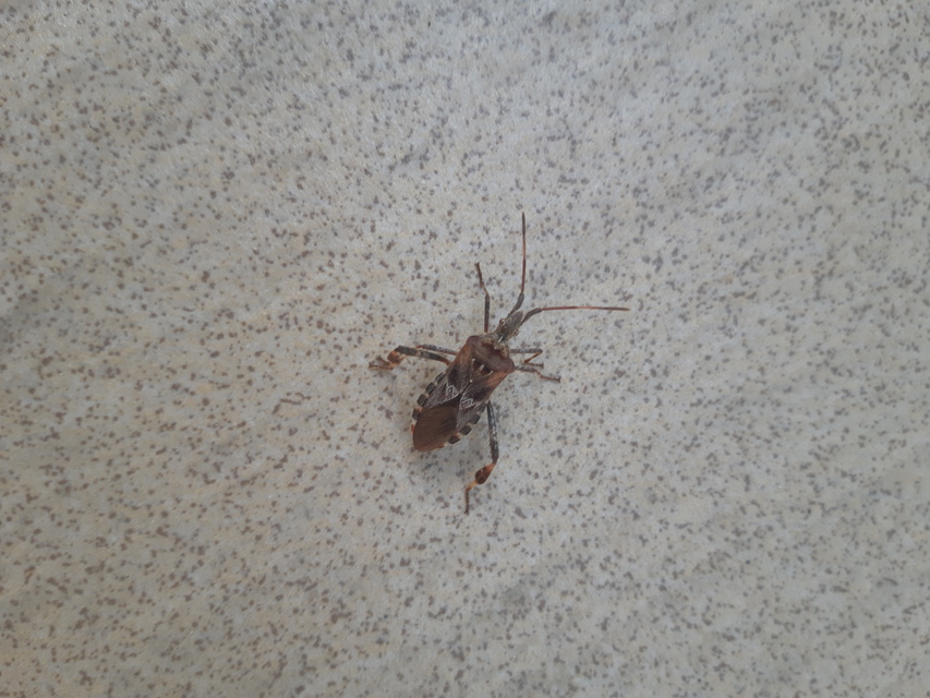 Leptoglossus occidentalis - nyugati levéllábú poloska
