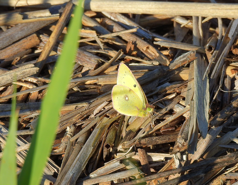 Colias erate - csángó-kéneslepke