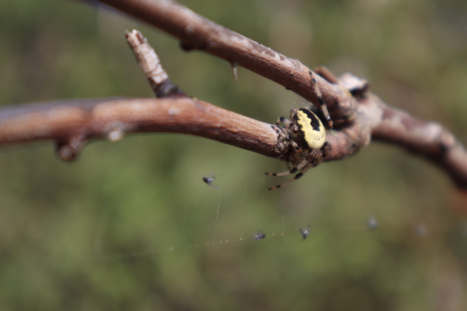 Araneus marmoreus - márványos keresztespók