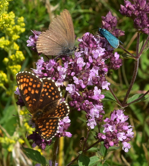 Satyrium ilicis - tölgyfa-csücsköslepke