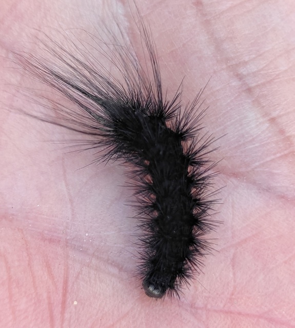 Hyphoraia aulica - barna medvelepke