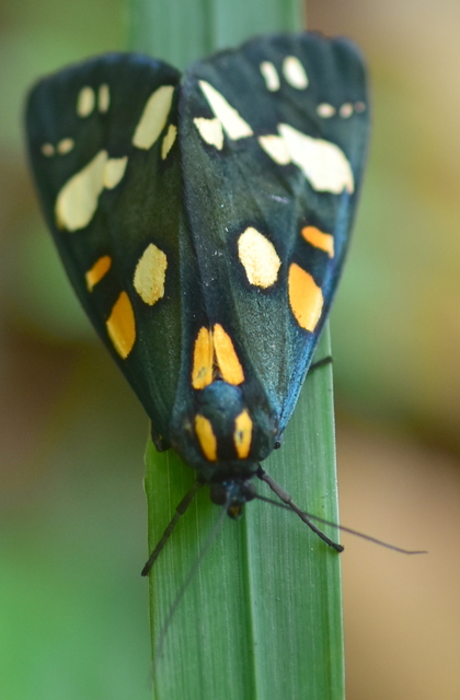Callimorpha dominula - fémes medvelepke