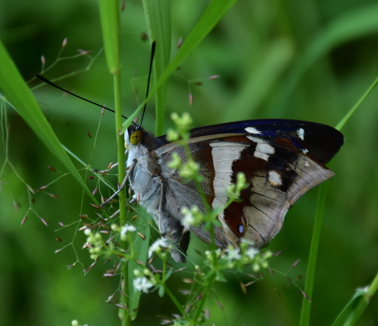 Apatura iris - nagy színjátszólepke