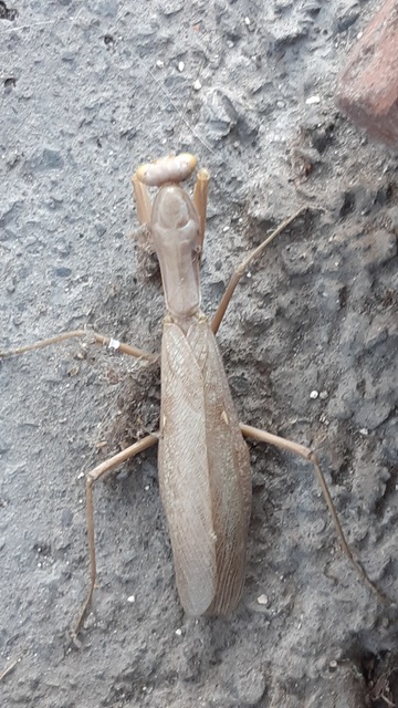Hierodula tenuidentata - óriás ázsiai imádkozósáska