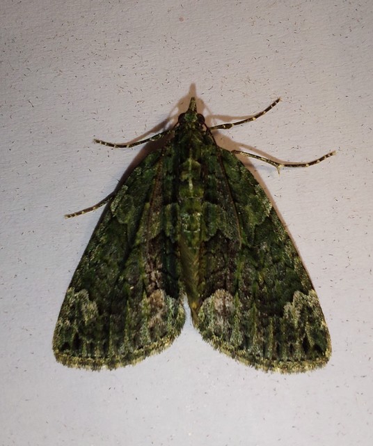 Chloroclysta siterata - salátazöld araszoló