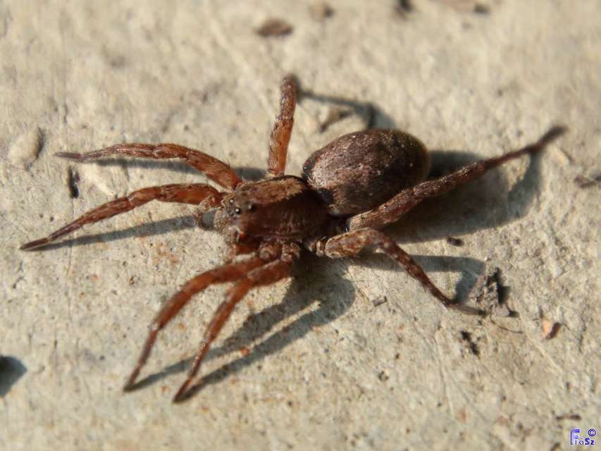 Alopecosa sulzeri