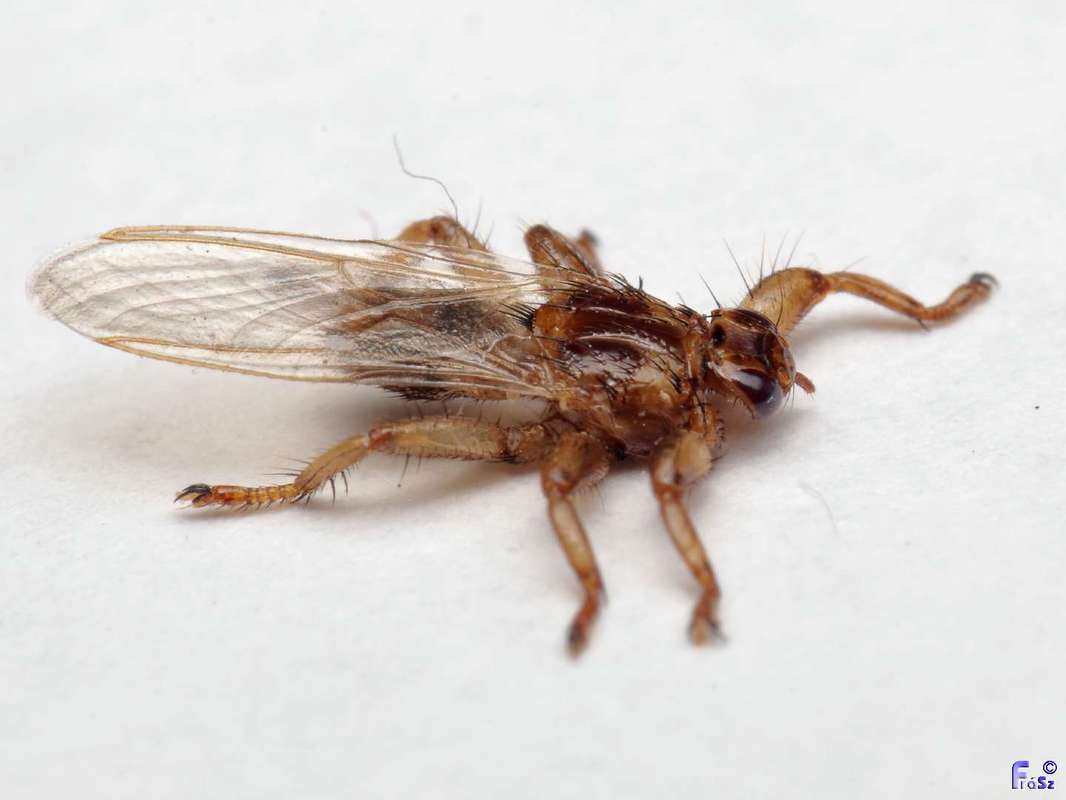 Lipoptena cervi - szarvas-kullancslégy