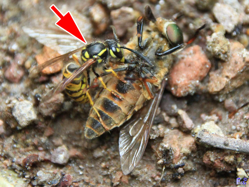 Vespula germanica - német darázs