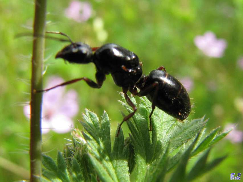 Camponotus aethiops - szőrös lóhangya