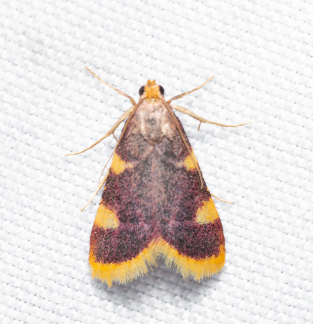 Hypsopygia costalis - szénailonca