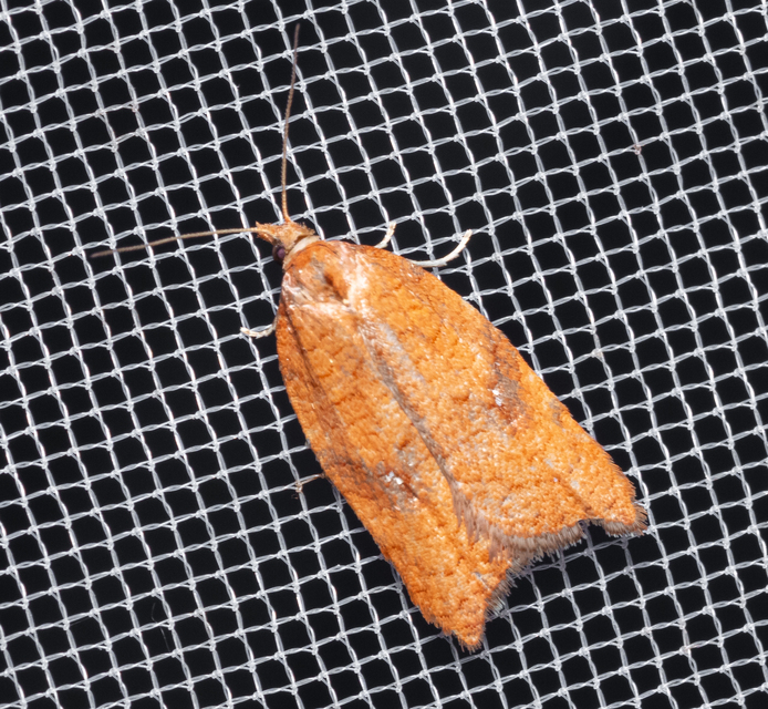 Tortricidae - sodrómolyfélék