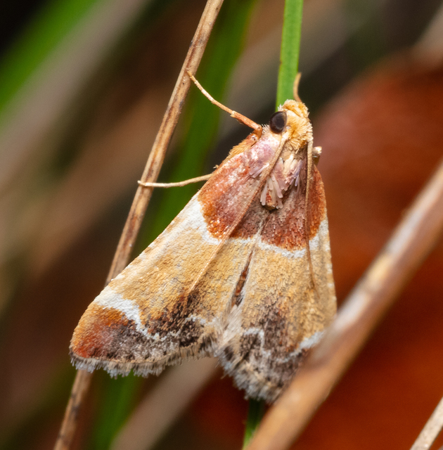 Pyralis farinalis - lisztilonca