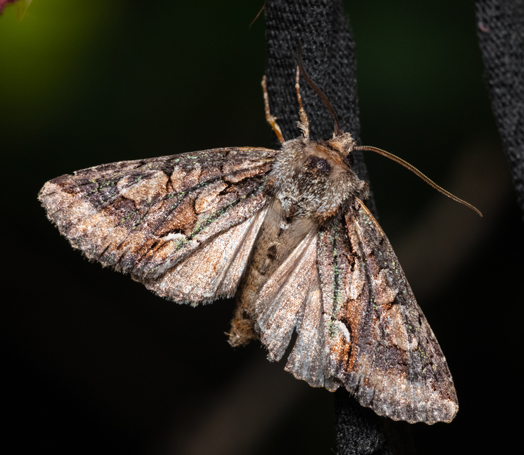 Allophyes oxyacanthae - galagonyabagoly