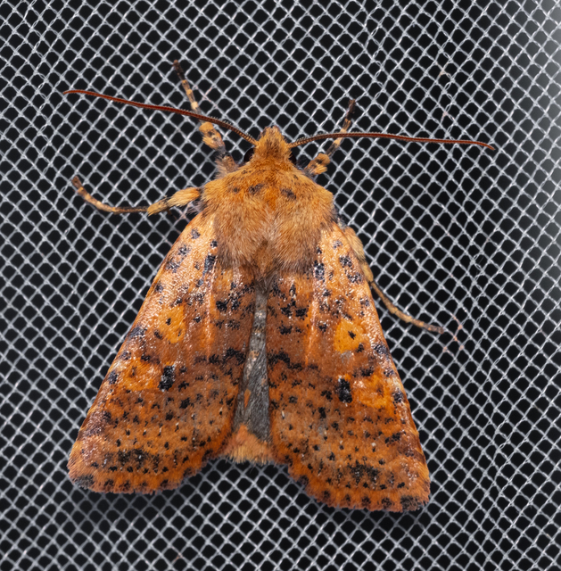Conistra rubiginea - vörös őszibagoly