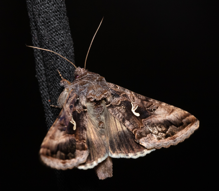 Autographa gamma - gammalepke