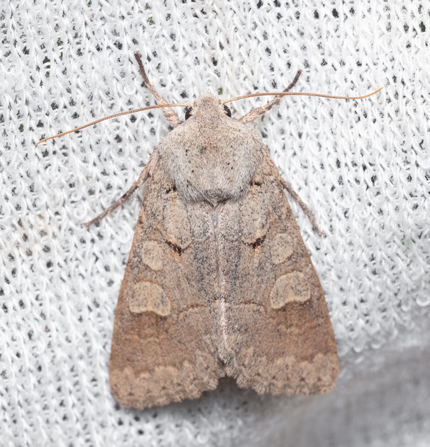 Ammoconia caecimacula - szürke őszibagoly