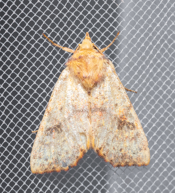 Tiliacea sulphurago - kénes sárgabagoly