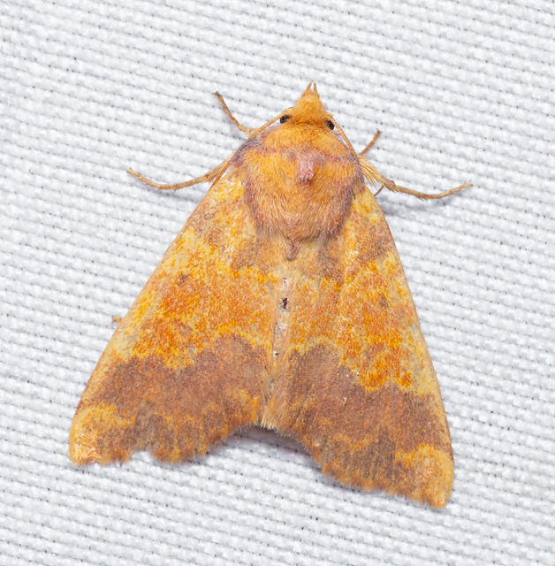 Tiliacea aurago - aranyló sárgabagoly