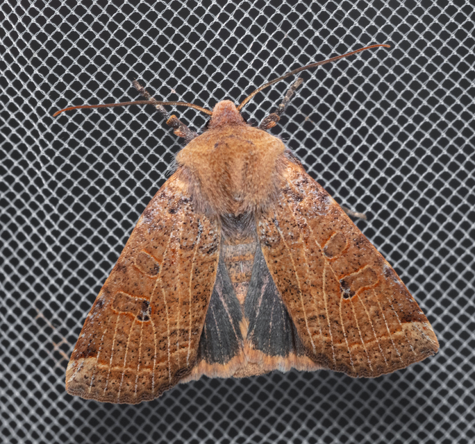 Conistra veronicae - veronika-őszibagoly