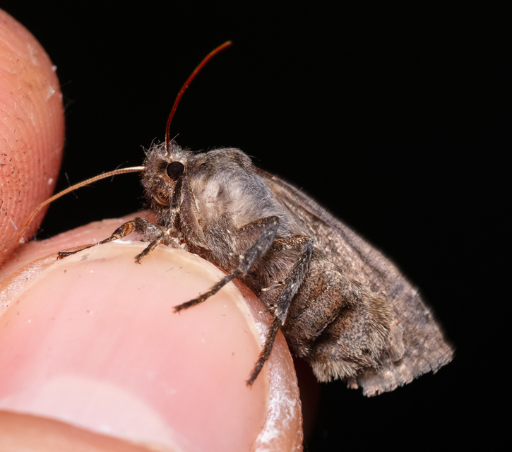 Conistra ligula - hegyesszárnyú őszibagoly