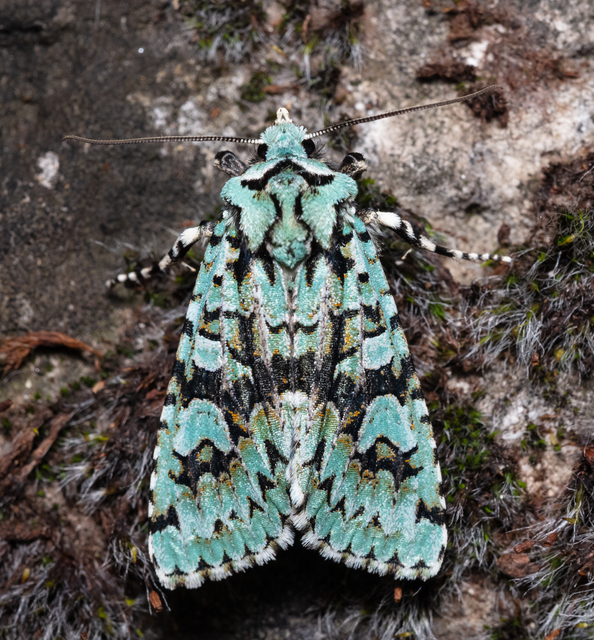 Griposia aprilina - őszi zöldbagoly
