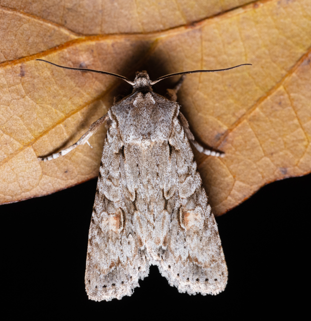 Lithophane ornitopus - közönséges fabagoly