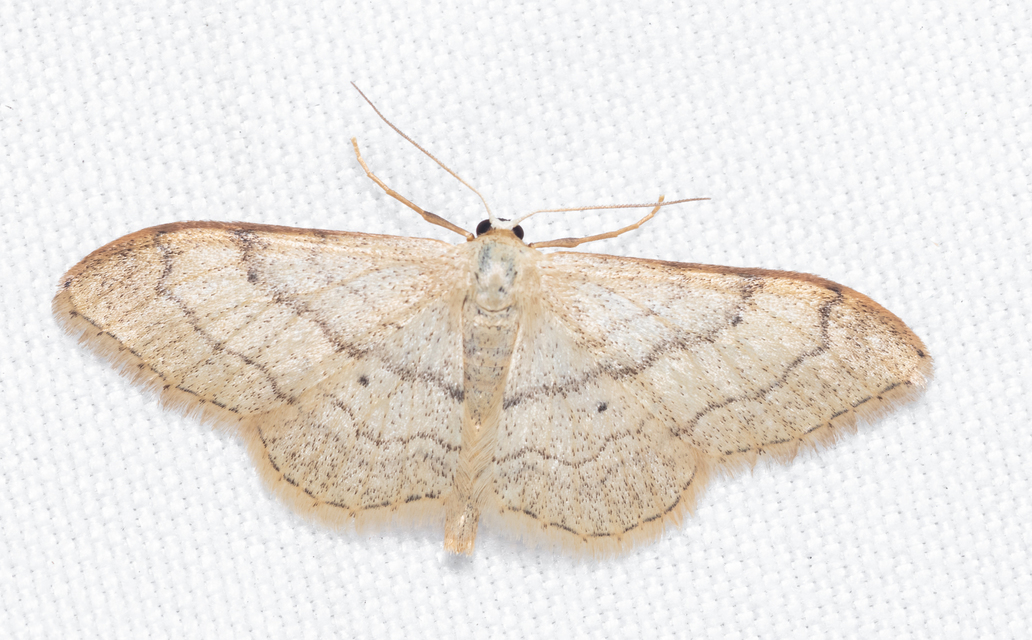 Idaea aversata - nagy sávosaraszoló