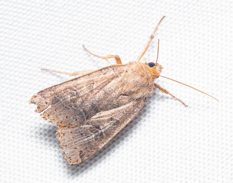 Anchoscelis nitida - rozsdabarna őszibagoly