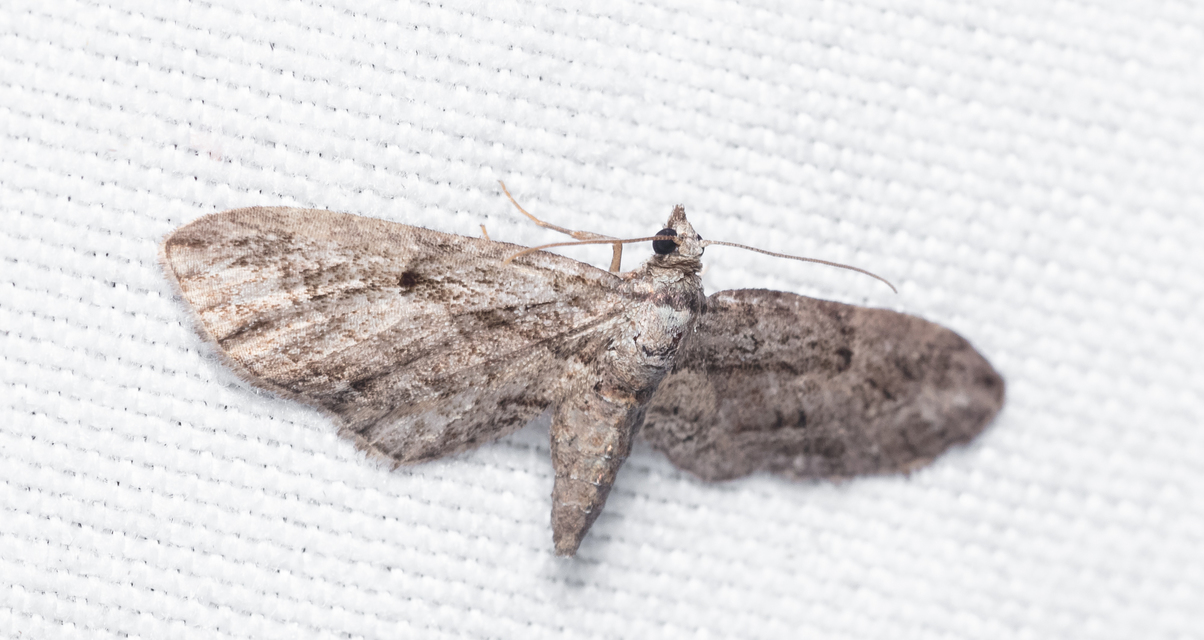 Eupithecia ericeata - feketefenyő-törpearaszoló