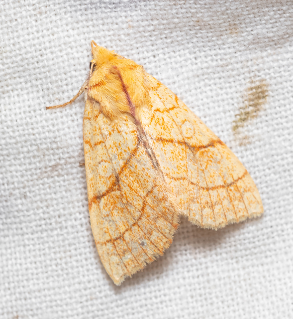 Tiliacea citrago - citromszínű sárgabagoly