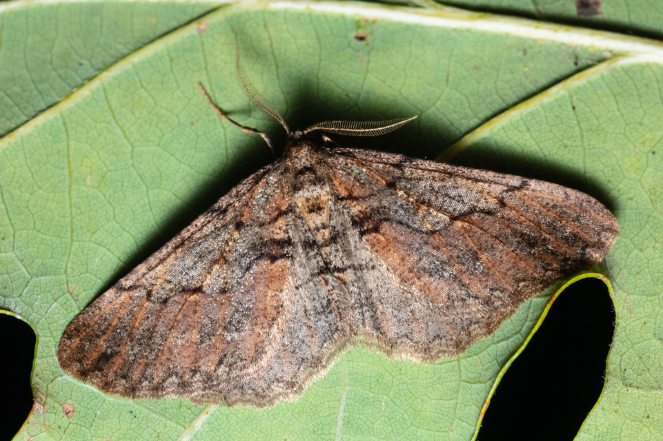 Agriopis bajaria - kökény-téliaraszoló