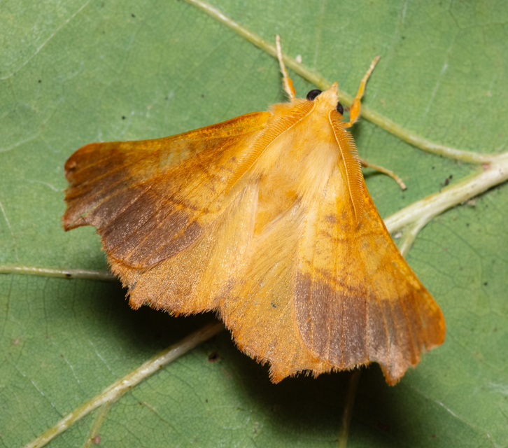 Ennomos fuscantaria - kőris-levélaraszoló
