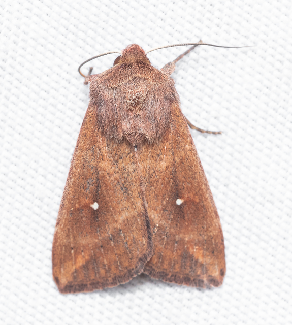 Mythimna albipuncta - fehérpettyes rétibagoly