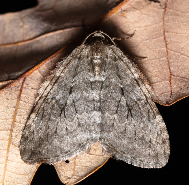 Epirrita christyi/dilutata