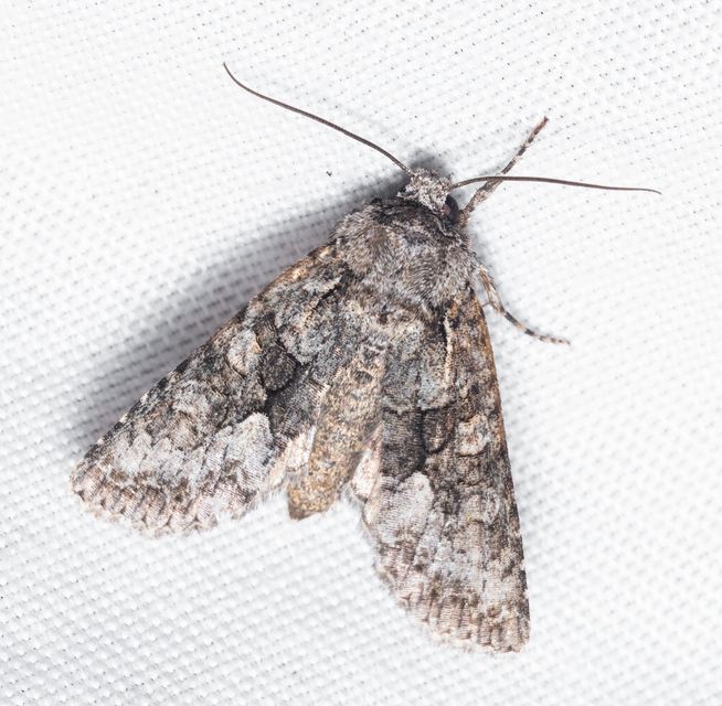 Dryobotodes monochroma - szürke tölgybagoly