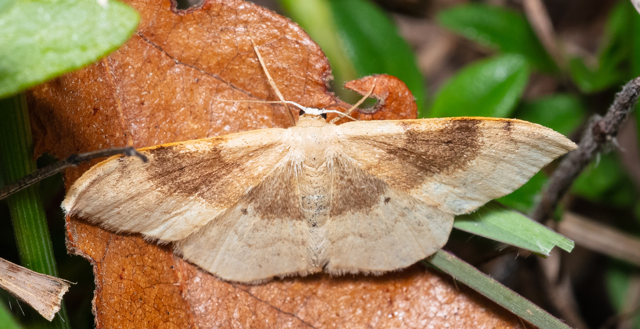 Idaea degeneraria - barnasávos araszoló