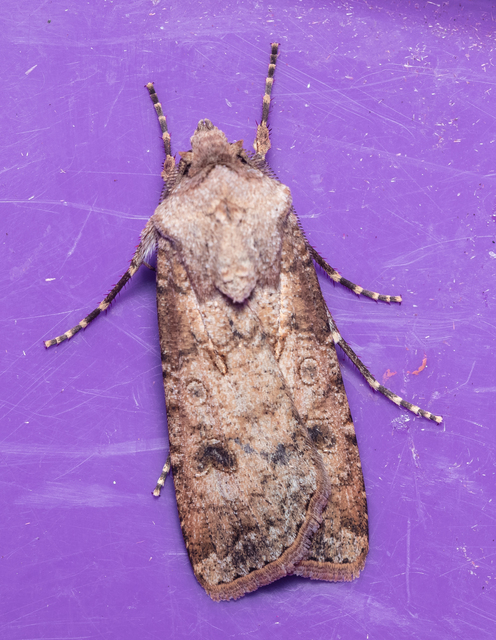 Agrotis segetum - vetési földibagoly