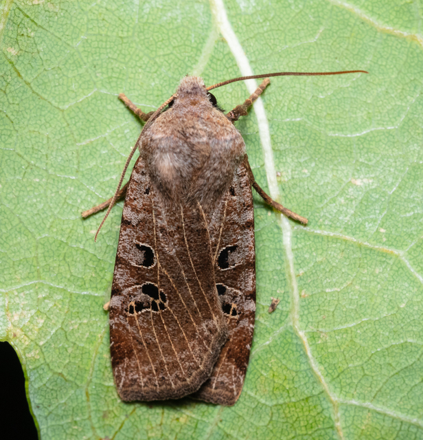 Conistra rubiginosa - szürke télibagoly