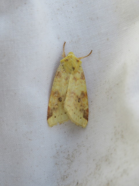 Cirrhia icteritia - nyárfa-sárgabagoly