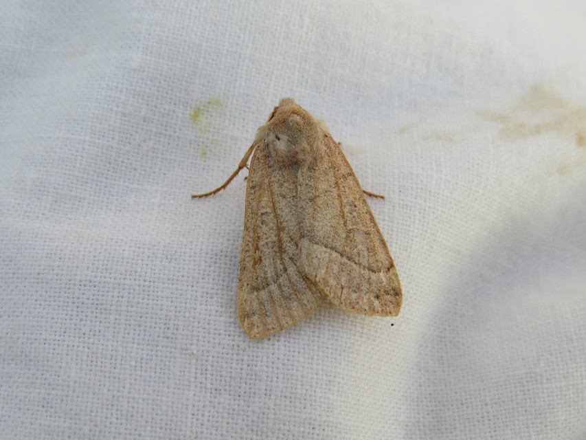 Mesogona acetosellae - madársóskabagoly