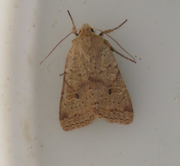 Propenistra laevis - könnyű őszibagoly