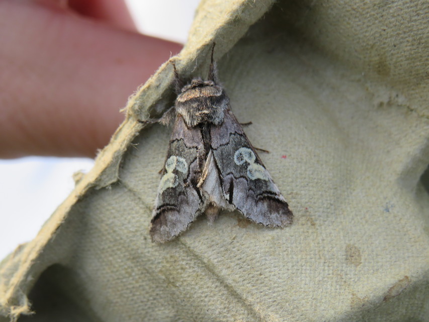 Diloba caeruleocephala - őszi kékesbagoly