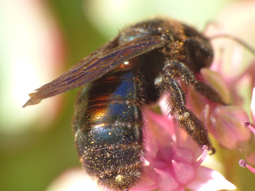 Xylocopa