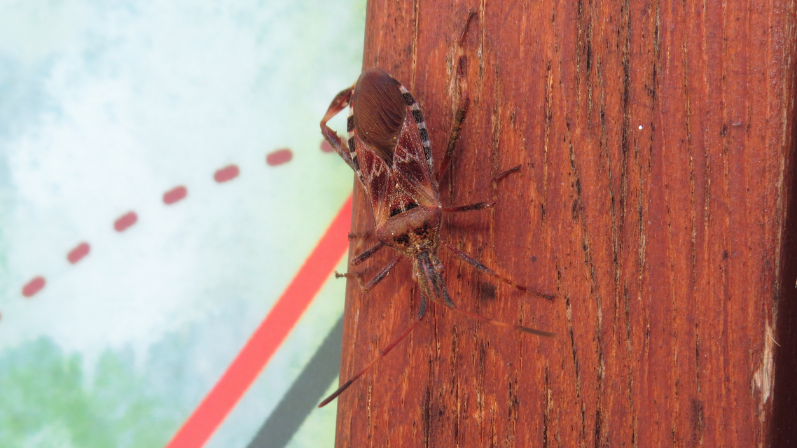 Leptoglossus occidentalis - nyugati levéllábú poloska