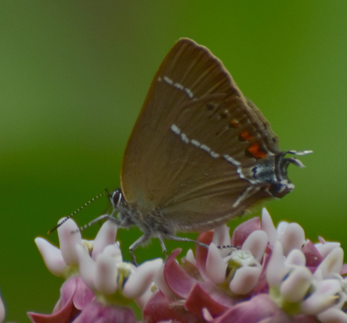 Satyrium spini - kökény-csücsköslepke